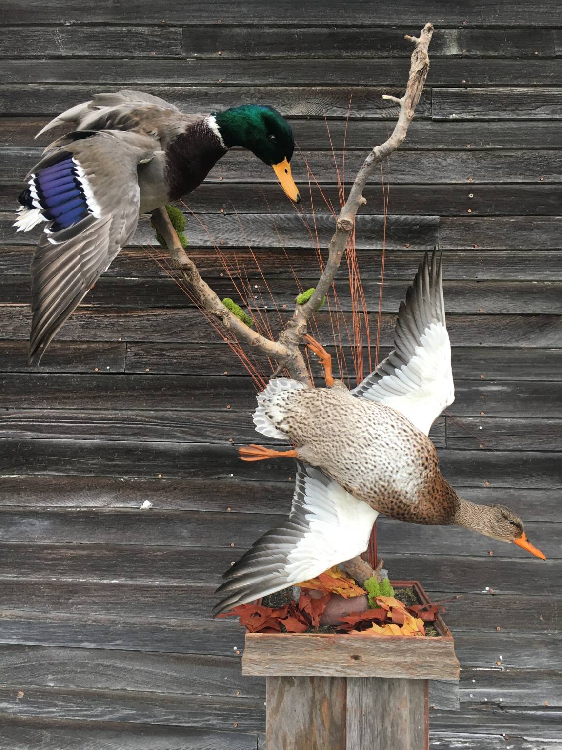 Taxidermist | Monteith Bird Taxidermy | Taxidermy Services South Dakota