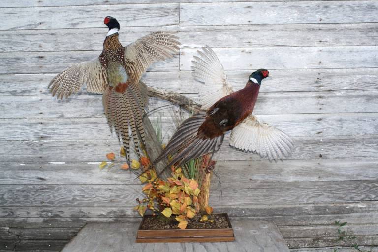 Taxidermy Gallery Upland link