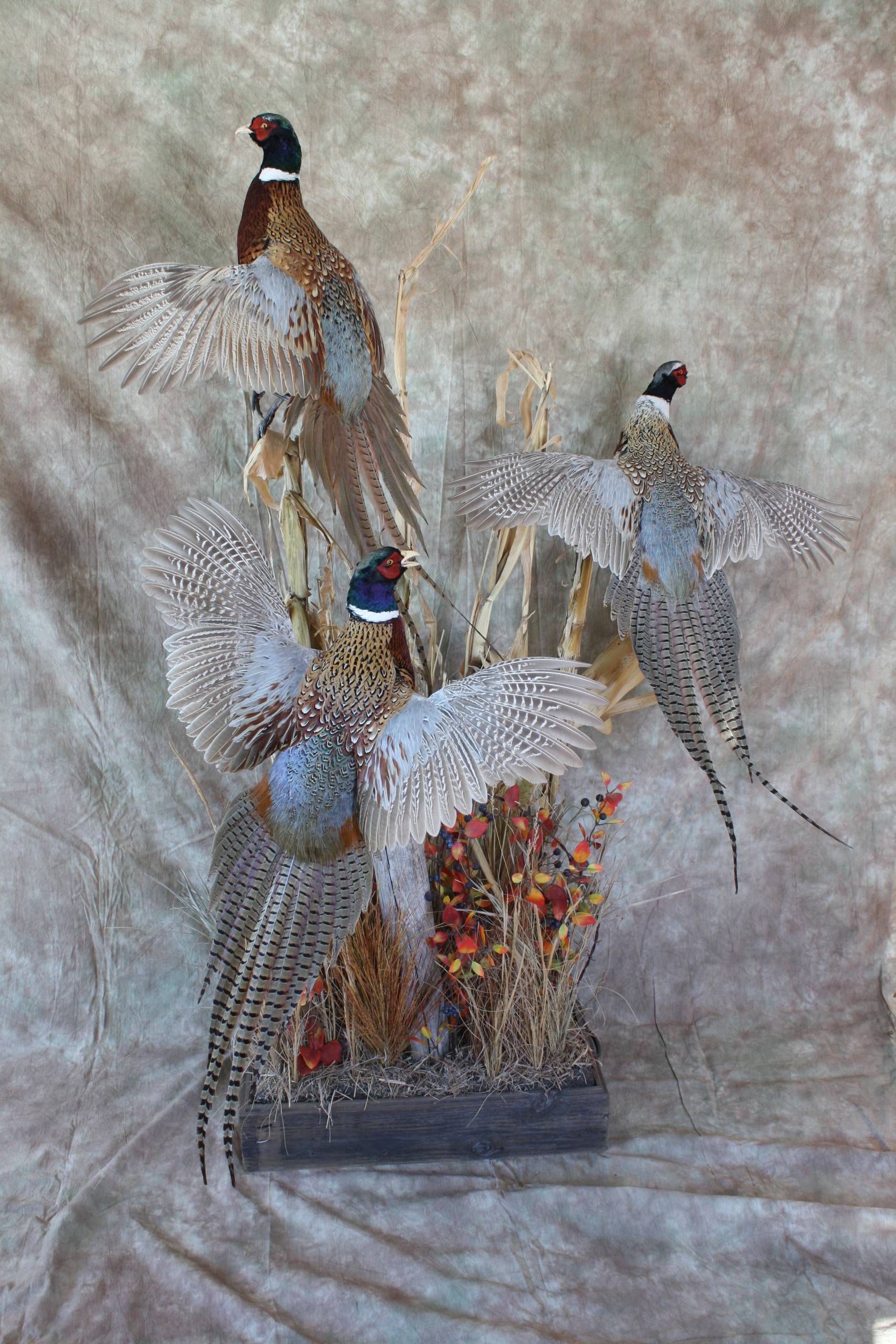 taxidermy mount pheasant