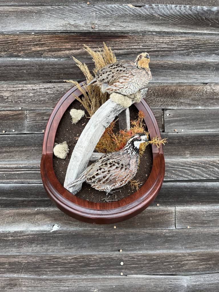 Quail Standing
