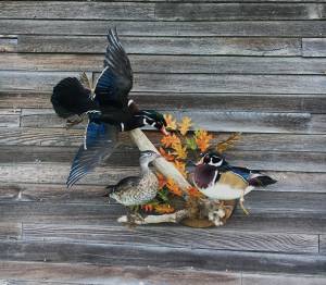 waterfowl gallery link